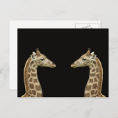 Carte Postale Giraffes (Devant / Derrière)