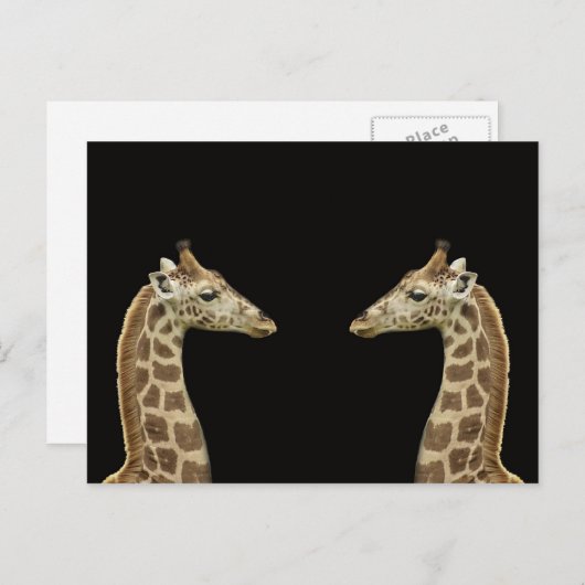 Carte Postale Giraffes (Devant / Derrière)
