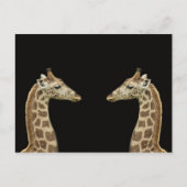 Carte Postale Giraffes (Devant)