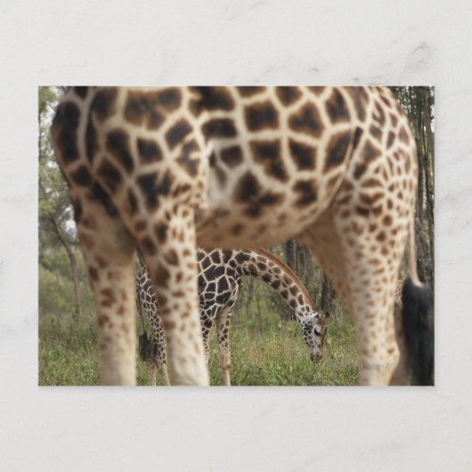 Carte Postale Giraffes 2 (Devant)