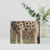 Carte Postale Giraffes 2 (Debout devant)