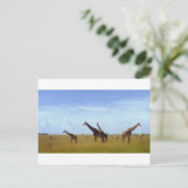 Carte Postale Giraffes africaines Safari (Debout devant)