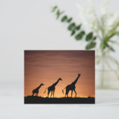 Carte Postale Giraffes au coucher du soleil (Debout devant)