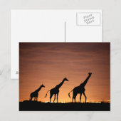 Carte Postale Giraffes au coucher du soleil (Devant / Derrière)