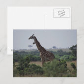 Carte Postale Giraffes en Afrique (Devant / Derrière)