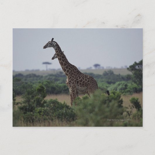 Carte Postale Giraffes en Afrique (Devant)