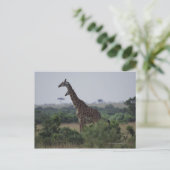 Carte Postale Giraffes en Afrique (Debout devant)