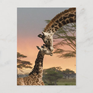 Carte Postale Giraffes Greeting Each Other