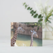 Carte Postale Giraffes n° 2 (Debout devant)