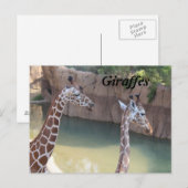 Carte Postale Giraffes n° 2 (Devant / Derrière)