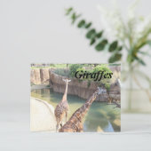 Carte Postale Giraffes n° 5 (Debout devant)