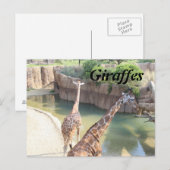 Carte Postale Giraffes n° 5 (Devant / Derrière)
