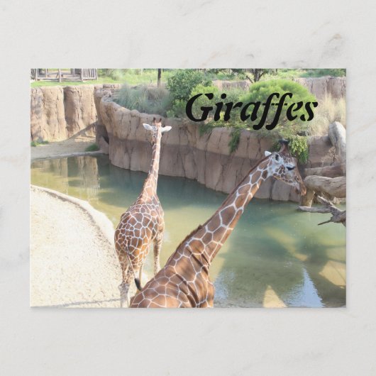 Carte Postale Giraffes n° 5 (Devant)