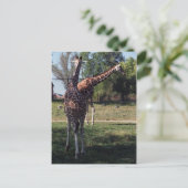 Carte postale Giraffes réticulées (Debout devant)
