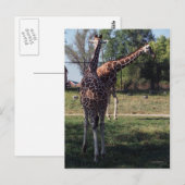 Carte postale Giraffes réticulées (Devant / Derrière)