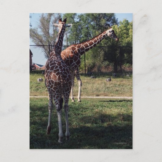 Carte postale Giraffes réticulées (Devant)