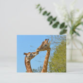 Carte Postale Giraffes s'embrassant (Debout devant)
