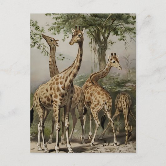 Carte Postale Giraffes sud-africaines vintages (Devant)