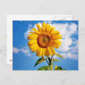 Carte Postale Girassol - Sunflower Four (Devant / Derrière)