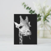 Carte Postale girrafe (Debout devant)