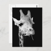 Carte Postale girrafe (Devant / Derrière)