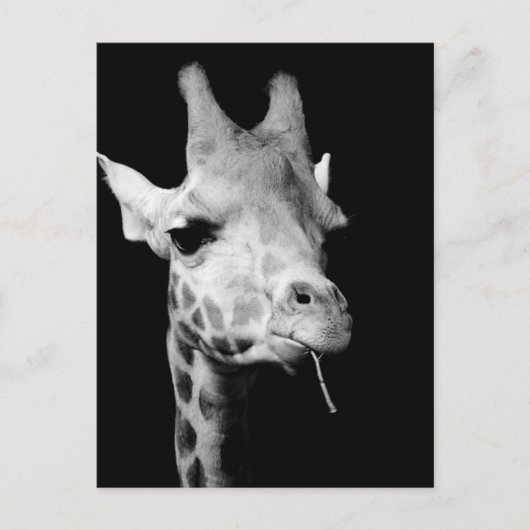 Carte Postale girrafe (Devant)