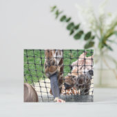 Carte Postale girraffe (Debout devant)