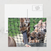 Carte Postale girraffe (Devant / Derrière)