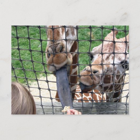 Carte Postale girraffe (Devant)