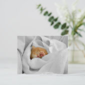 Carte Postale Gizmo (Debout devant)