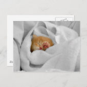 Carte Postale Gizmo (Devant / Derrière)