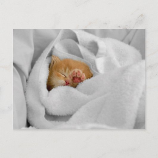 Carte Postale Gizmo (Devant)