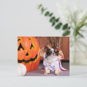 Carte Postale Gizmo - Chihuahua - Thomas (Debout devant)