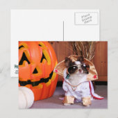 Carte Postale Gizmo - Chihuahua - Thomas (Devant / Derrière)