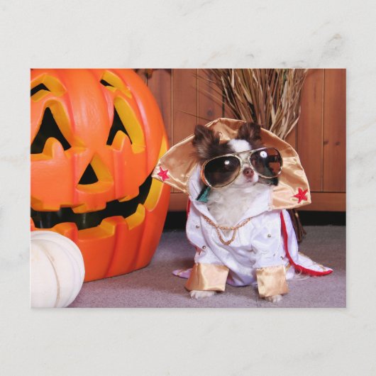 Carte Postale Gizmo - Chihuahua - Thomas (Devant)