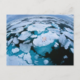 Carte Postale Glace et neige   Ours polaire, Océan Arctique, Sva