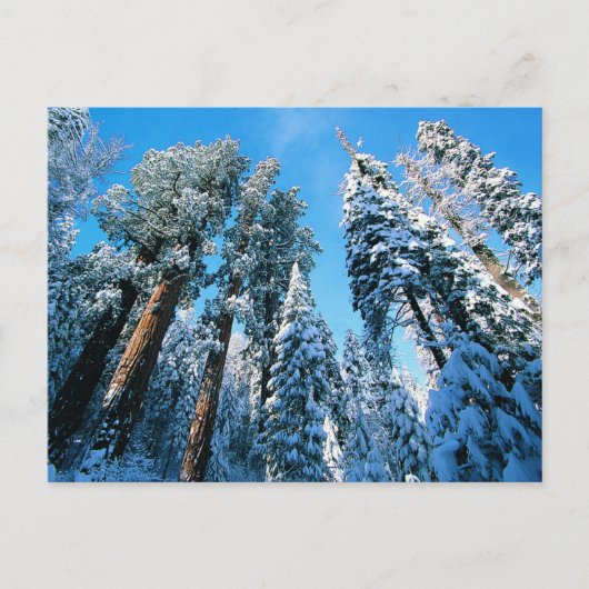 Carte Postale Glace et neige | Parc national de Sequoia, Califor (Devant)