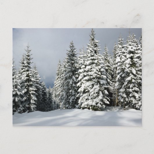 Carte Postale Glace et neige | Pine Woodland, Autriche (Devant)