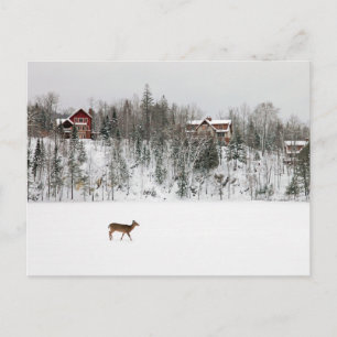 Carte Postale Glace & Neige Cerf dans la neige Québec, Canada