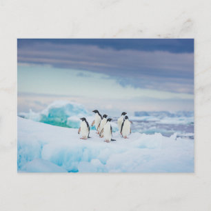 Carte Postale Glace & Neige Manchots Adélie Antarctique