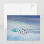 Carte Postale Glace & Neige | Manchots Adélie Antarctique (Devant / Derrière)