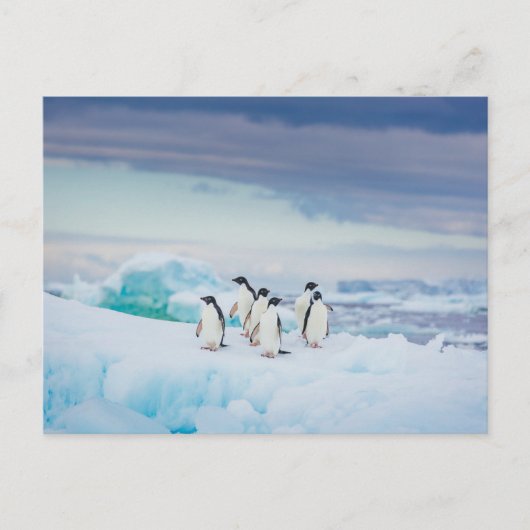 Carte Postale Glace & Neige | Manchots Adélie Antarctique (Devant)