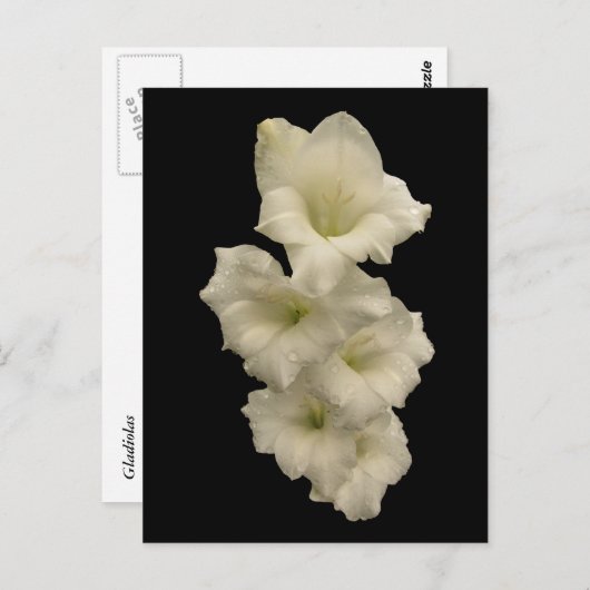 Carte Postale Gladiolas (Devant / Derrière)