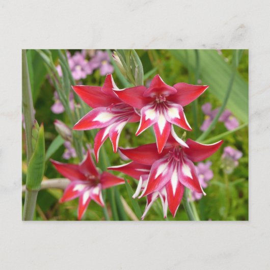 Carte Postale Gladiolas rouge et blanc Botanique d'été (Devant)