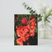 Carte Postale Gladiolas rouges (Debout devant)