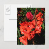 Carte Postale Gladiolas rouges (Devant / Derrière)