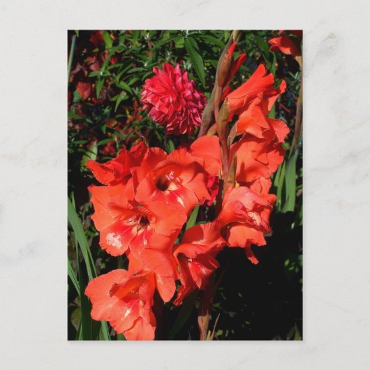 Carte Postale Gladiolas rouges (Devant)