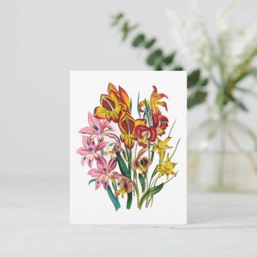Carte Postale Gladioli (Debout devant)