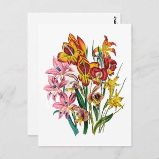 Carte Postale Gladioli (Devant / Derrière)