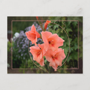 Carte Postale Gladiolus